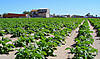 huerta_de_valencia-2.jpg