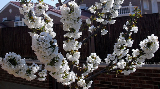 huerto%2012-04-2012.jpg