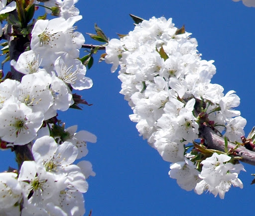 huerto%2012-04-2013.jpg
