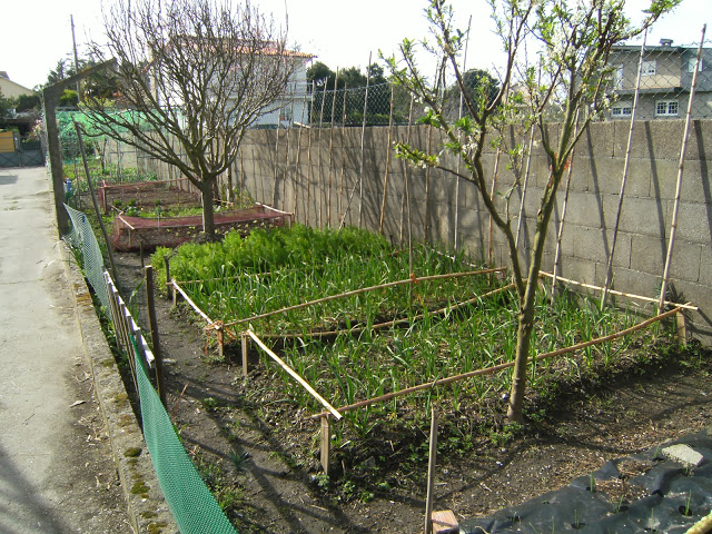 HUERTO%2025-3-11%20033.jpg