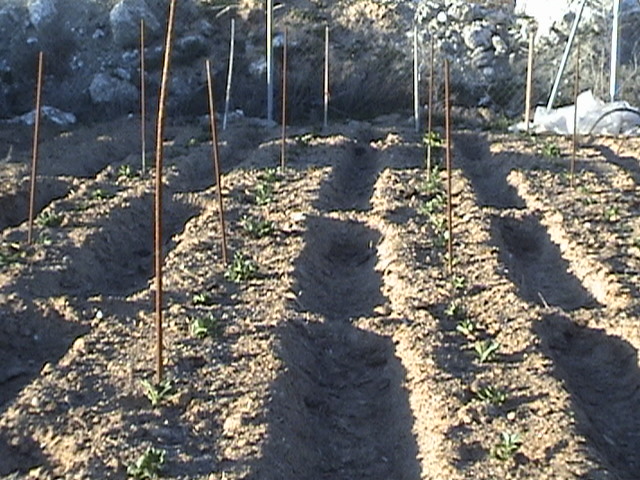 Huerto%20marzo%20003.jpg