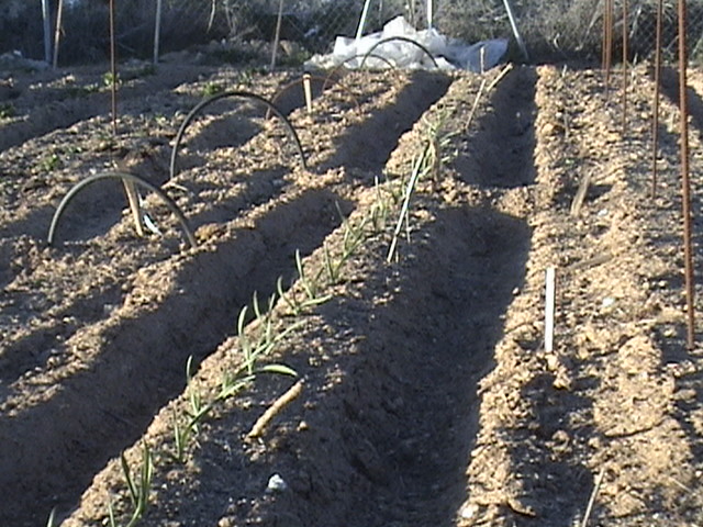 Huerto%20marzo%20004.jpg