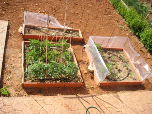 Huerto%20MAY06.JPG