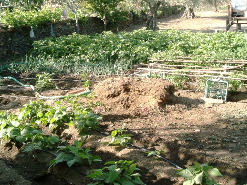 Huerto%7E2.jpg
