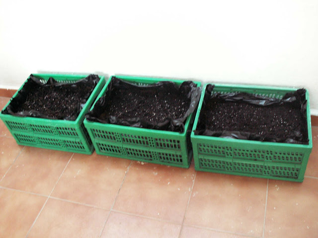 Huerto01.JPG