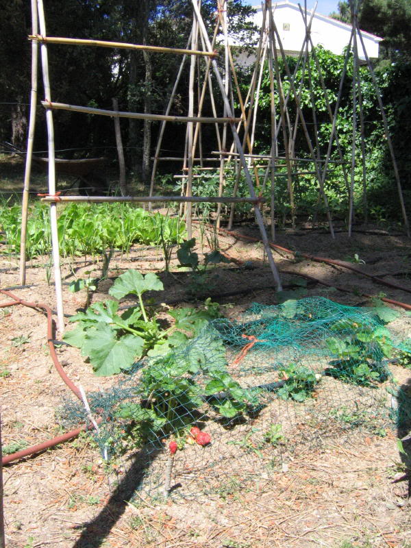 huerto2005_0007_1.jpg