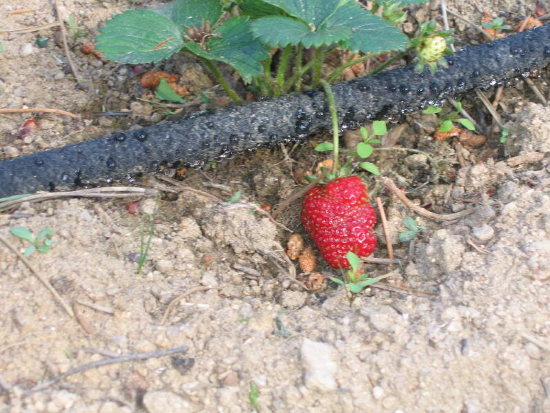 huerto2005_0011_1.jpg
