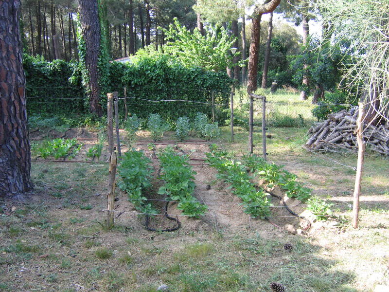 huerto2005_0016_1.jpg