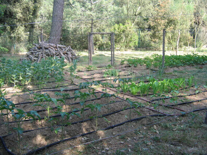 huerto2005_0018_1.jpg