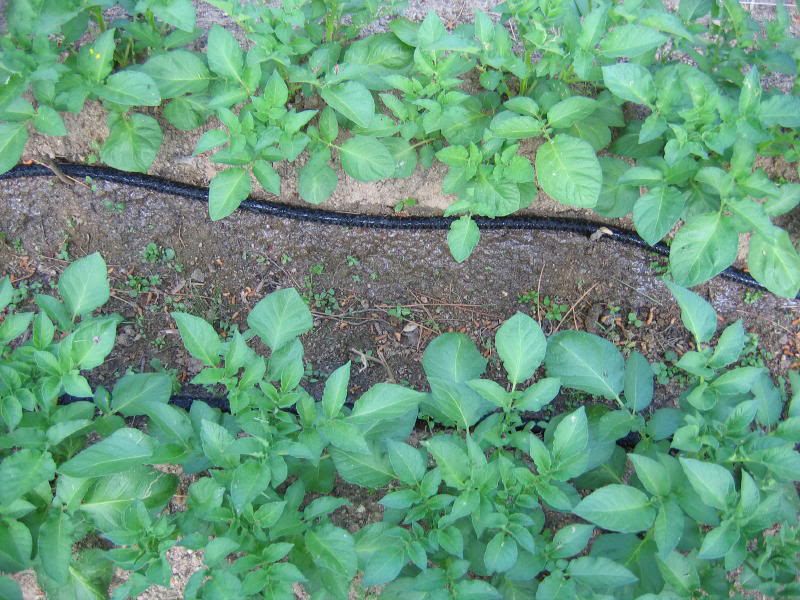 huerto2005_0019_1.jpg