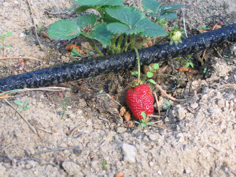 huerto2005_0020_1.jpg