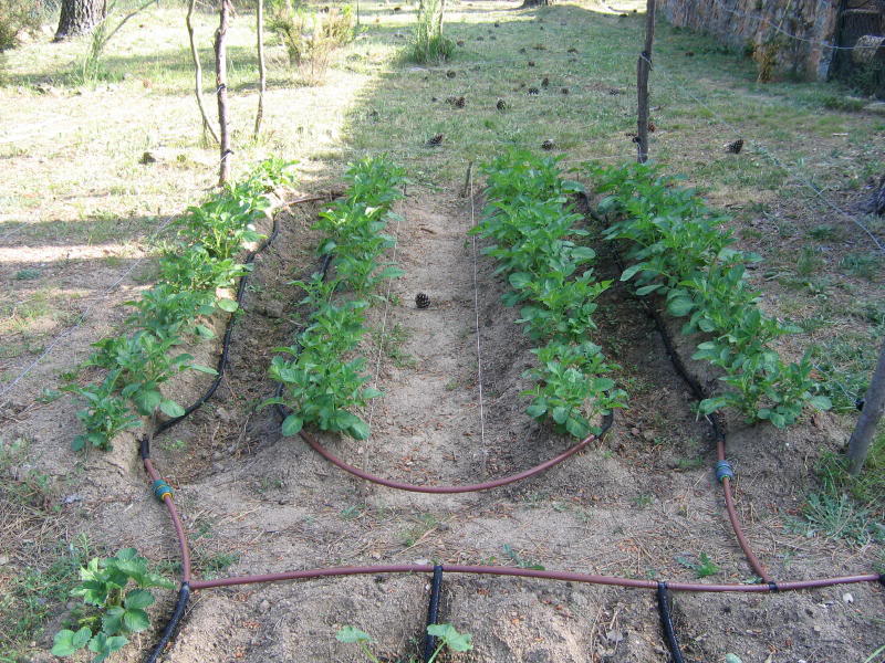 huerto2005_0021_1.jpg