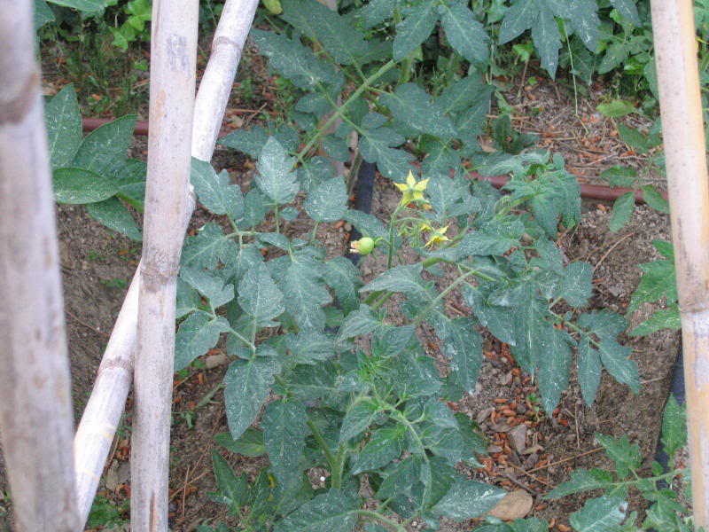 huerto2005_0025_1.jpg