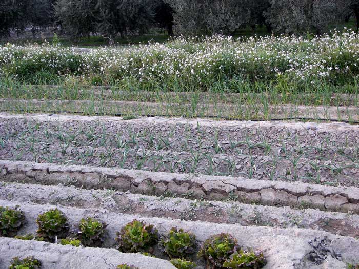 huertoperet.jpg