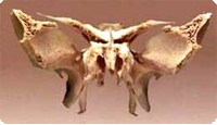 hueso_esfenoides.jpg