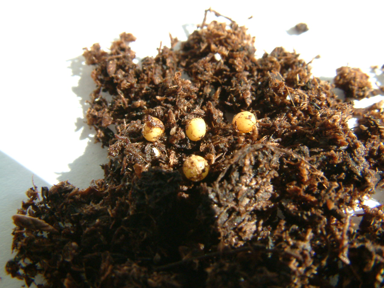 Huevos%20Turba.JPG