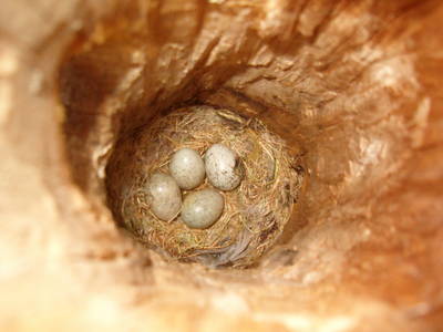 huevos.JPG