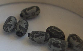 huevos-medauroidea-extradentata.jpg
