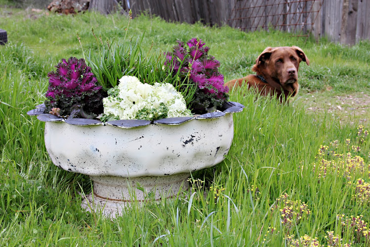 hugo%2Bflower%2Bpot%2Bben%2Br.jpg