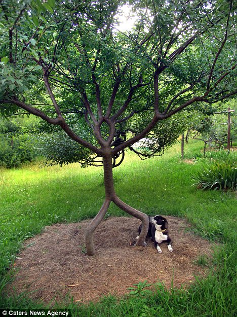 human-trees-3.jpg