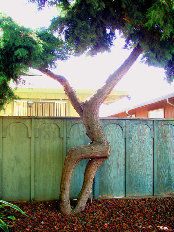 human_shaped_tree_by_mycort2.jpg
