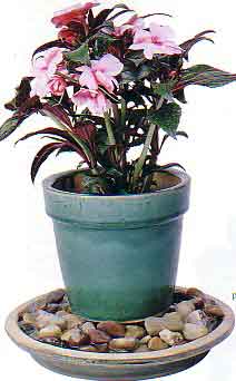 Humedad-guijarros-impatiens.jpg