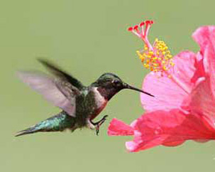 Hummer-n-hibiscus.jpg