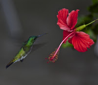 hummingbird+dec.jpg