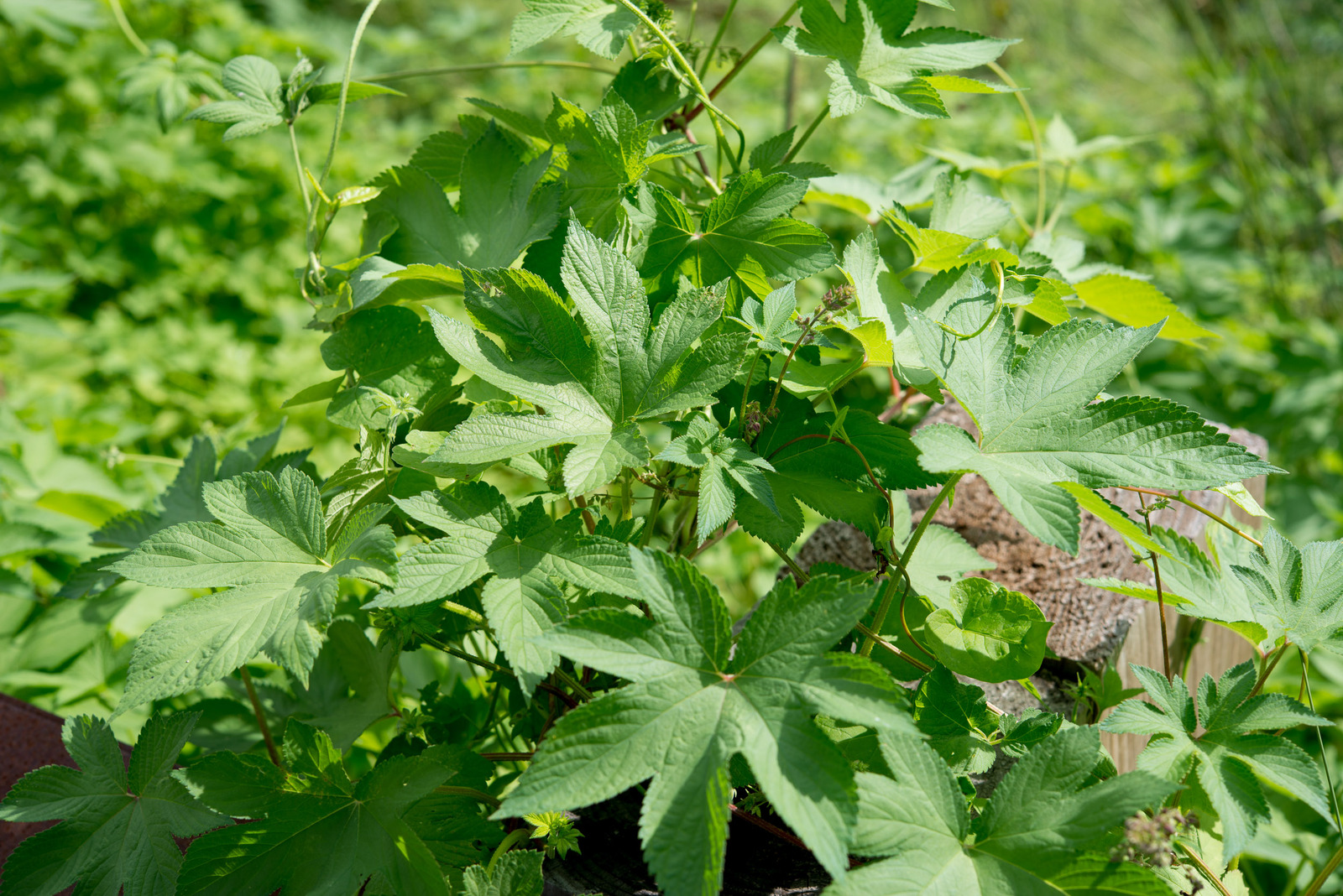Humulus_japonicus-E3F63DB075.jpg