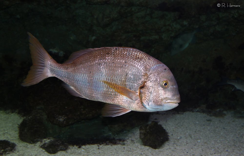 Hurta+(Sparus+caeruleostistus)+9a.jpg