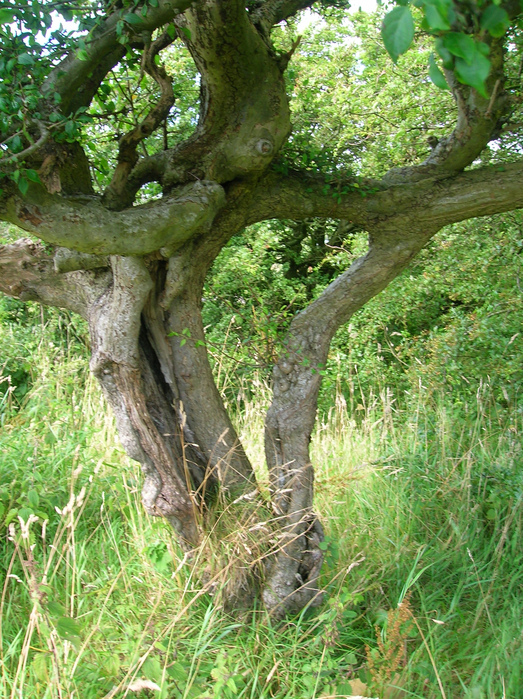 Husband_and_Wife_Trees_-_Linncraigs%2C_Dalry.JPG