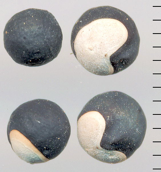 huusenkazura_seed_cultivated_in_chiba_city_20031011_1.jpg
