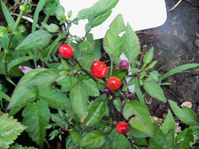 hXL1011578redw53.jpg
