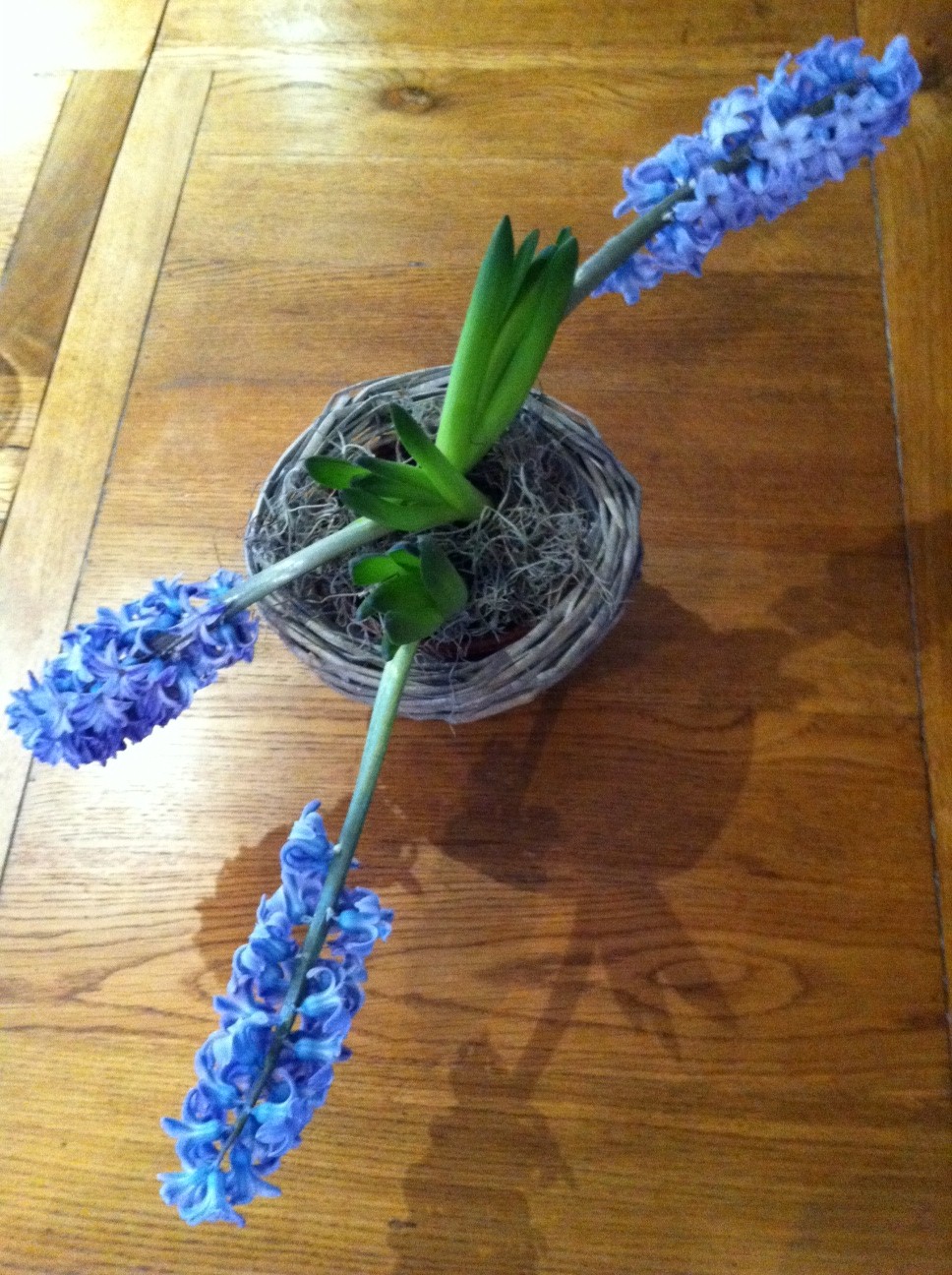 hyacinth-2.jpg