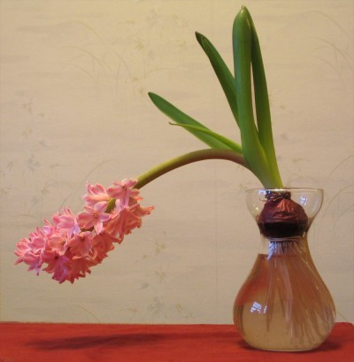 hyacinth-falling-over1-400x409.jpg