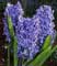 hyacinth3.jpg