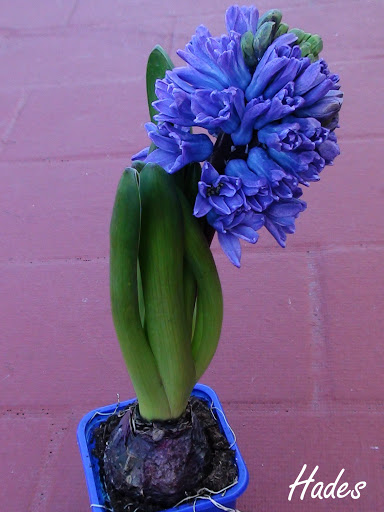 hyacinthus%2520orientalis.jpg
