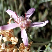 Hyalis-argentea-Olivillo-DR_-4.jpg