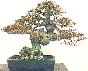 Hybiscus%20321%7E0.jpg