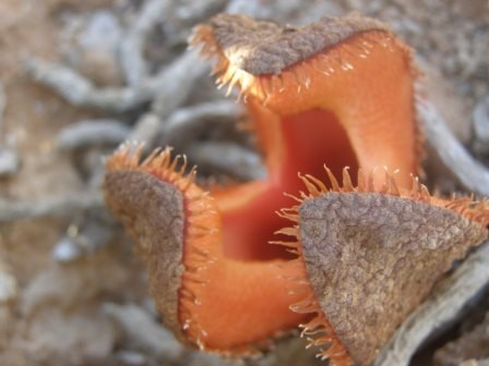 Hydnora%20africana.JPG