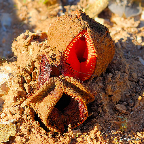 Hydnora-african-3.jpg