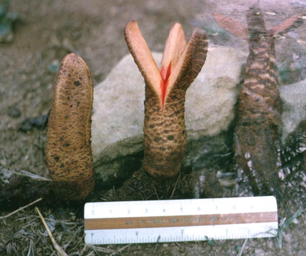 Hydnora.johannis.JPE