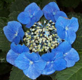 hydrangea.jpg