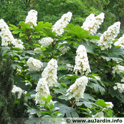 hydrangea-quercifolia.jpg