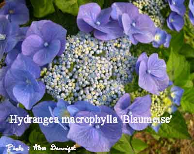 hydrangea_blaumeise.jpg