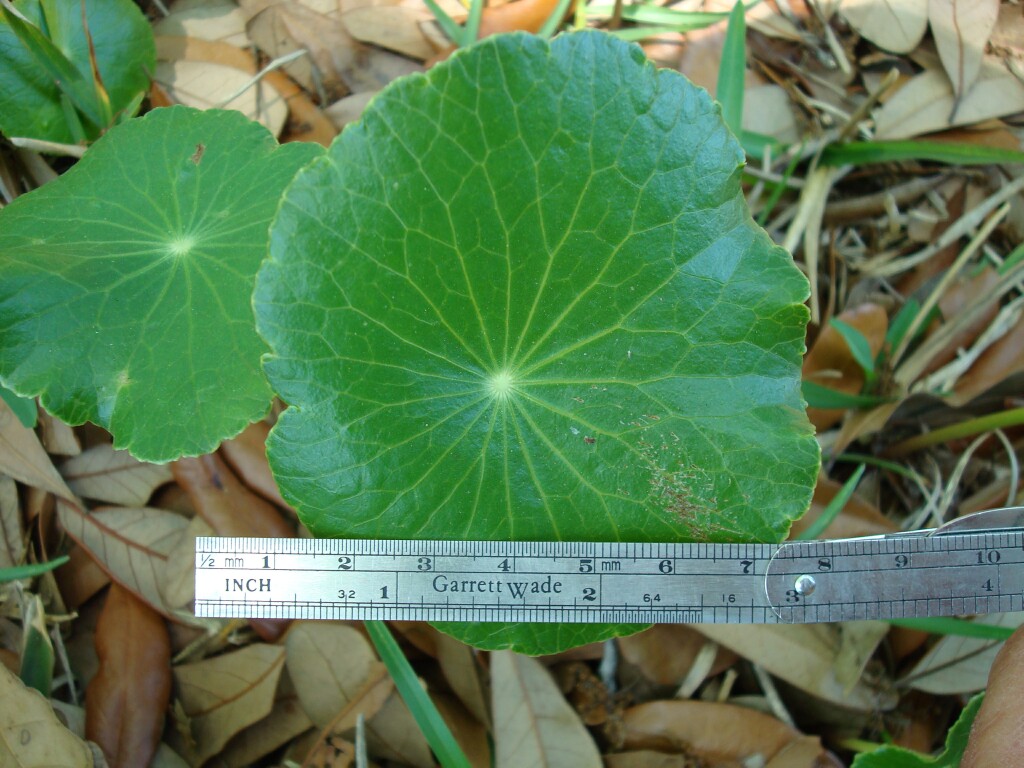 hydrocotyle_umbellata4.jpg