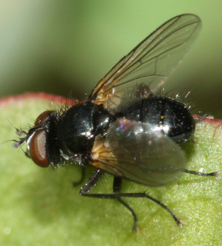 Hydrotaea.jpg