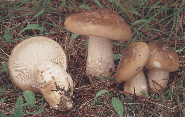 Hygrophorus%20latitabundus.jpg