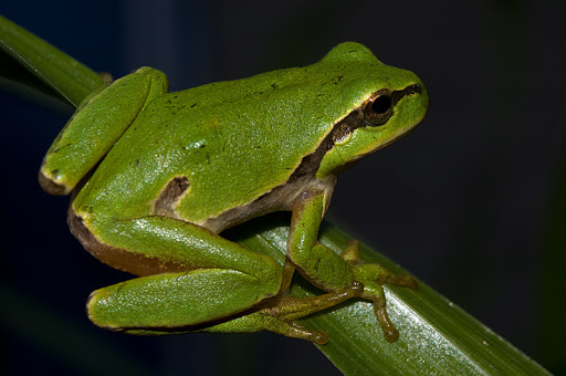 hyla.jpg