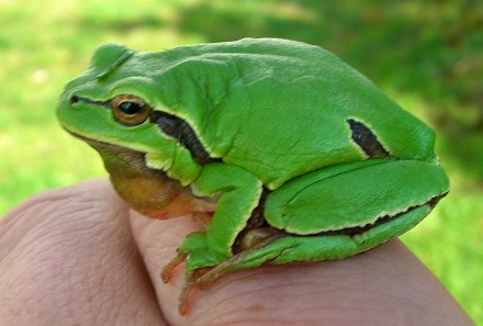 hyla_arborea_macho_reboira_10042007%20(15)P.JPG